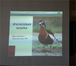Краснозобая казарка - птица, основная часть мировой популяции которой гнездится на территории Красноярского края