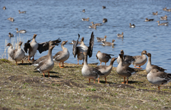 На линьке, во время осеннего и весеннего пролётов, на Салбате скапливается большое количество водоплавающих и околоводных птиц