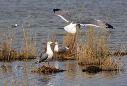 Кроме гусей, на озере Салбат обитает множество других видов птиц.