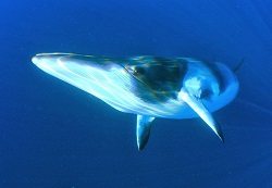 Северный финвал (сельдяной кит)
